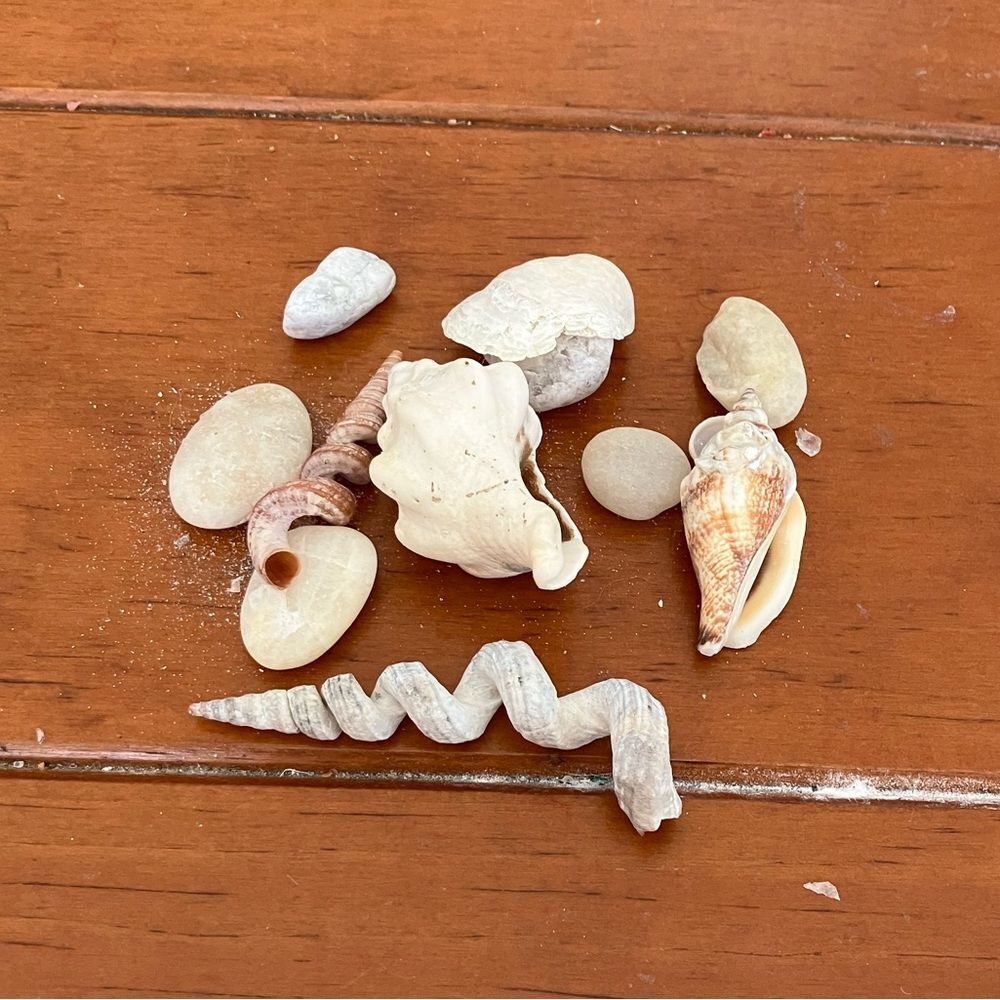 Assorted Shells